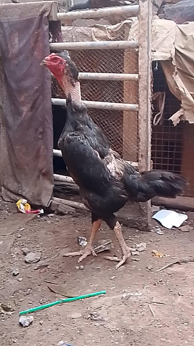 black germen female 5