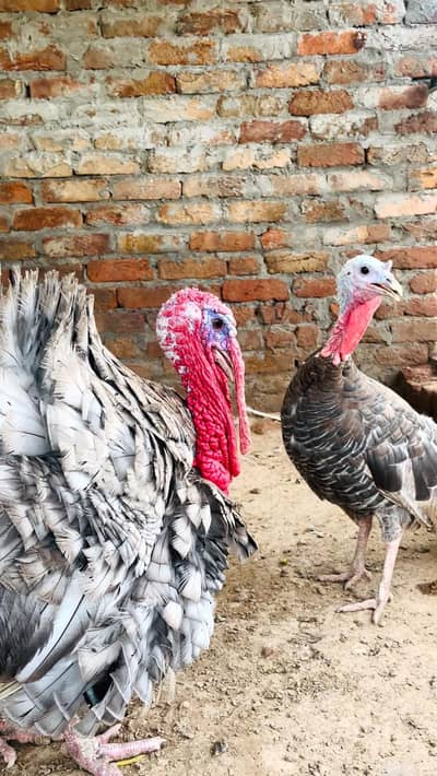 turkey