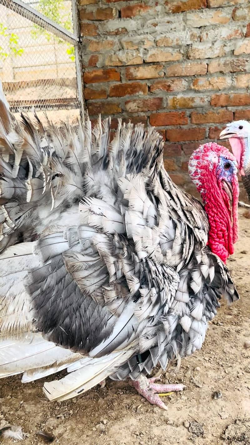 turkey 1