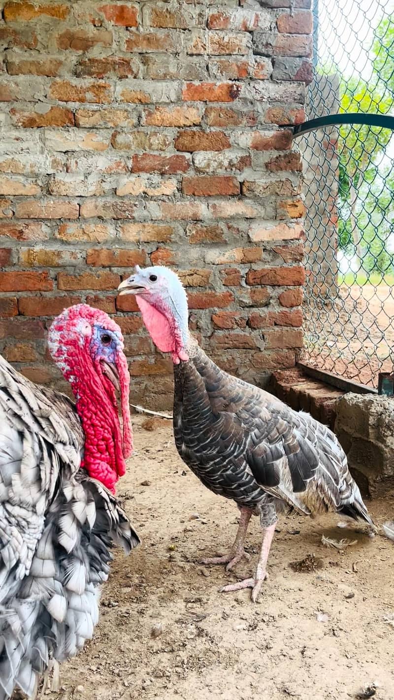turkey 2