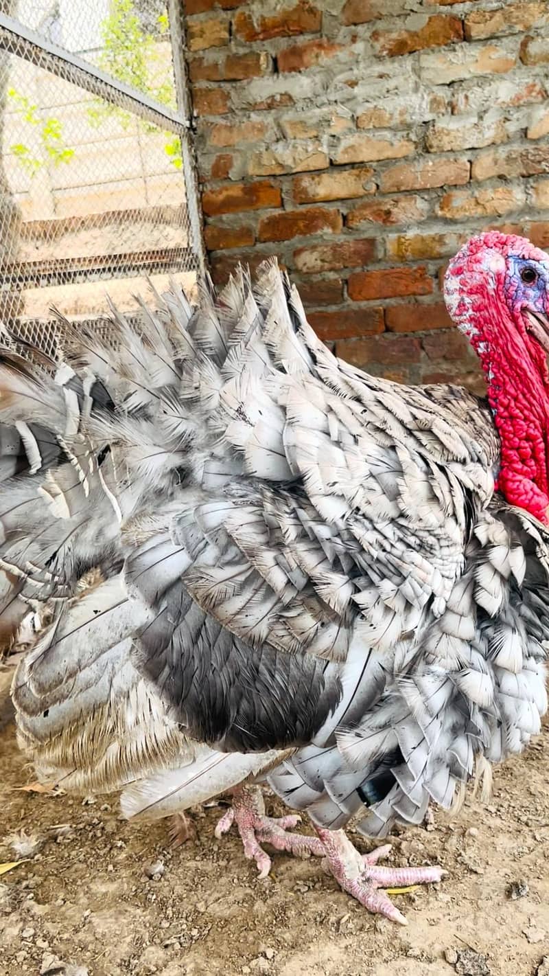 turkey 3