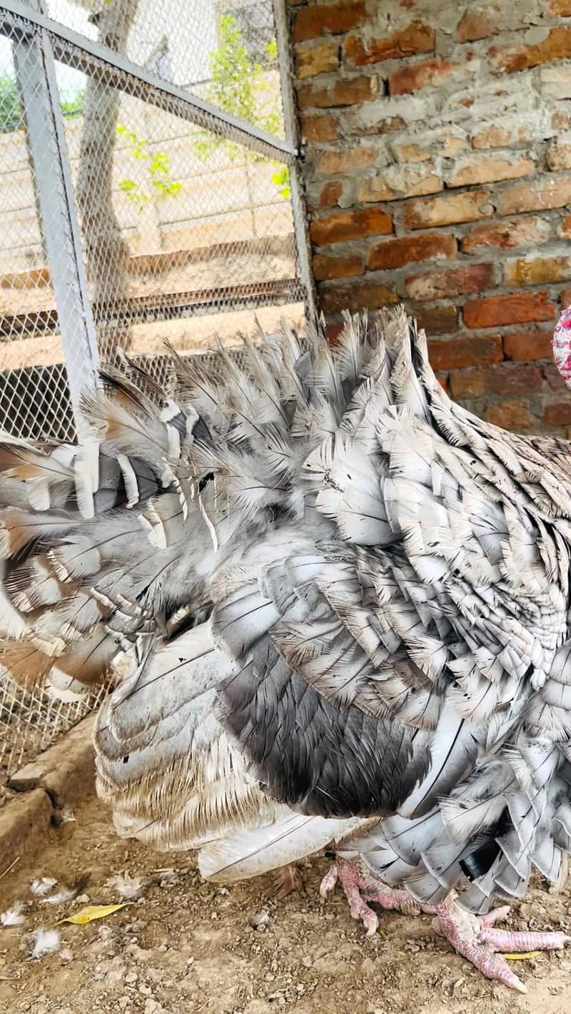 turkey 4