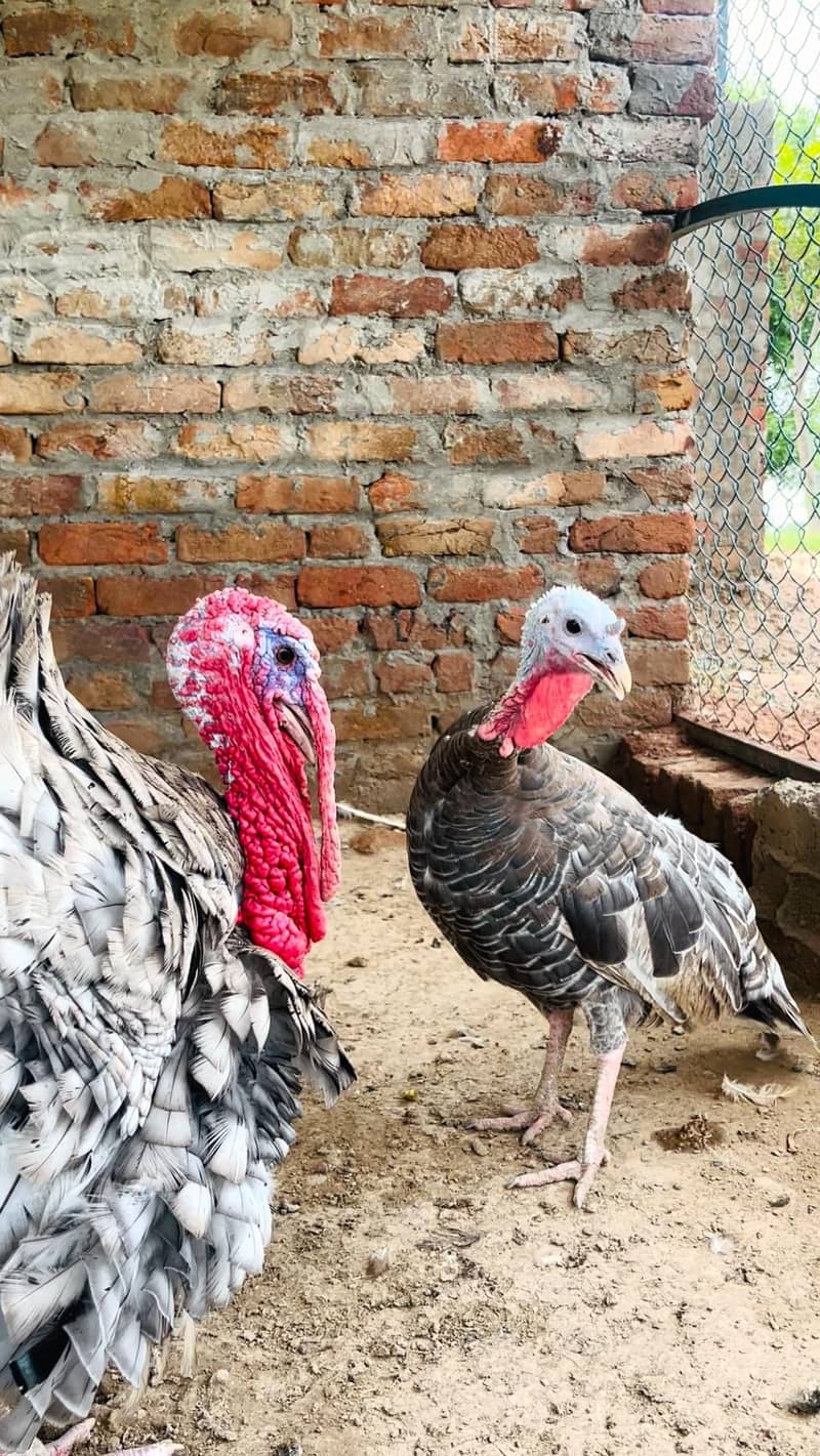 turkey 5