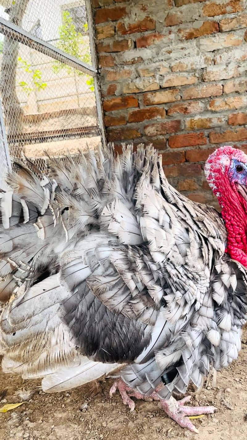 turkey 6