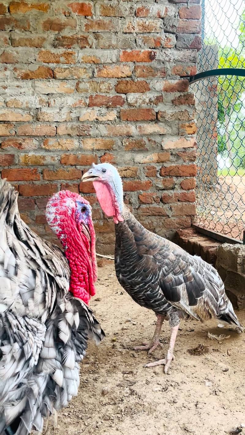 turkey 7