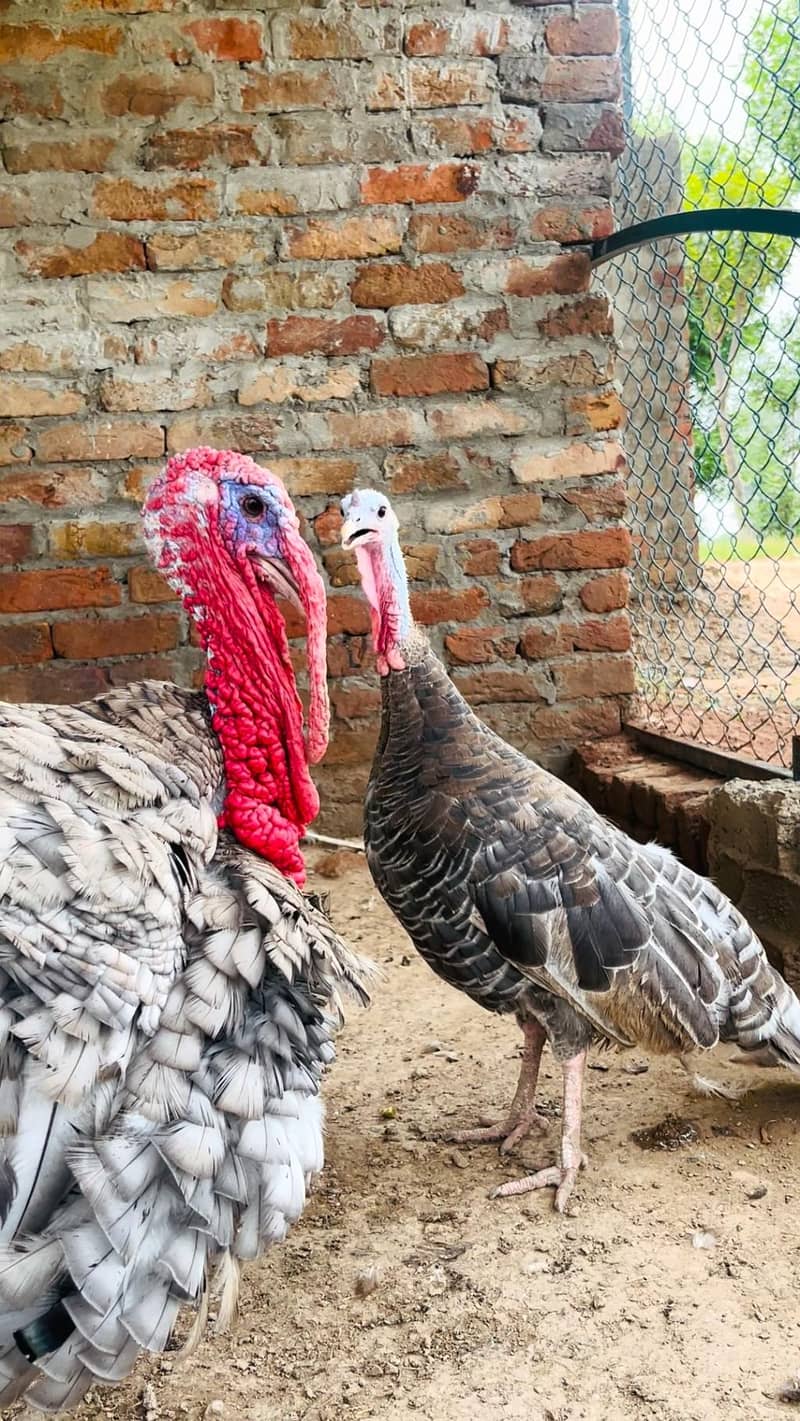 turkey 8