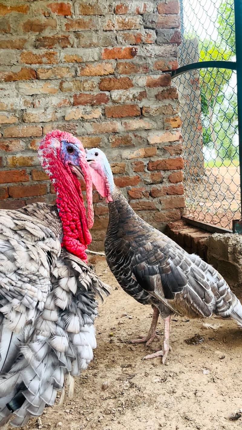 turkey 9