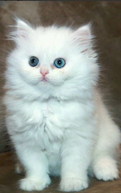 kitten white cute