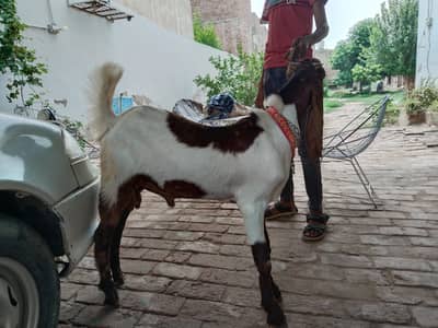 bakra for sale