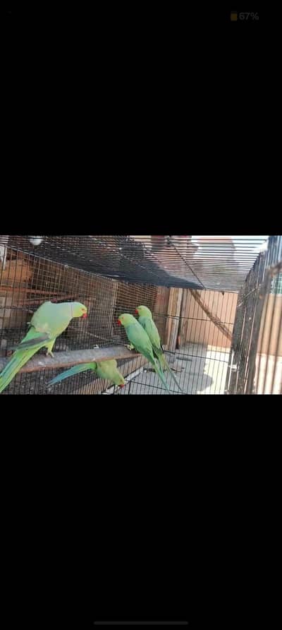 semi tamed ringneck