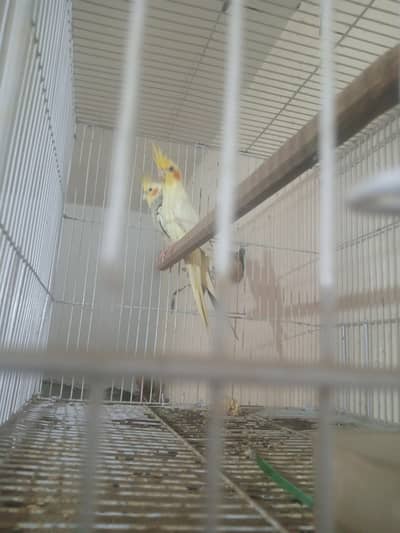 breedar pair