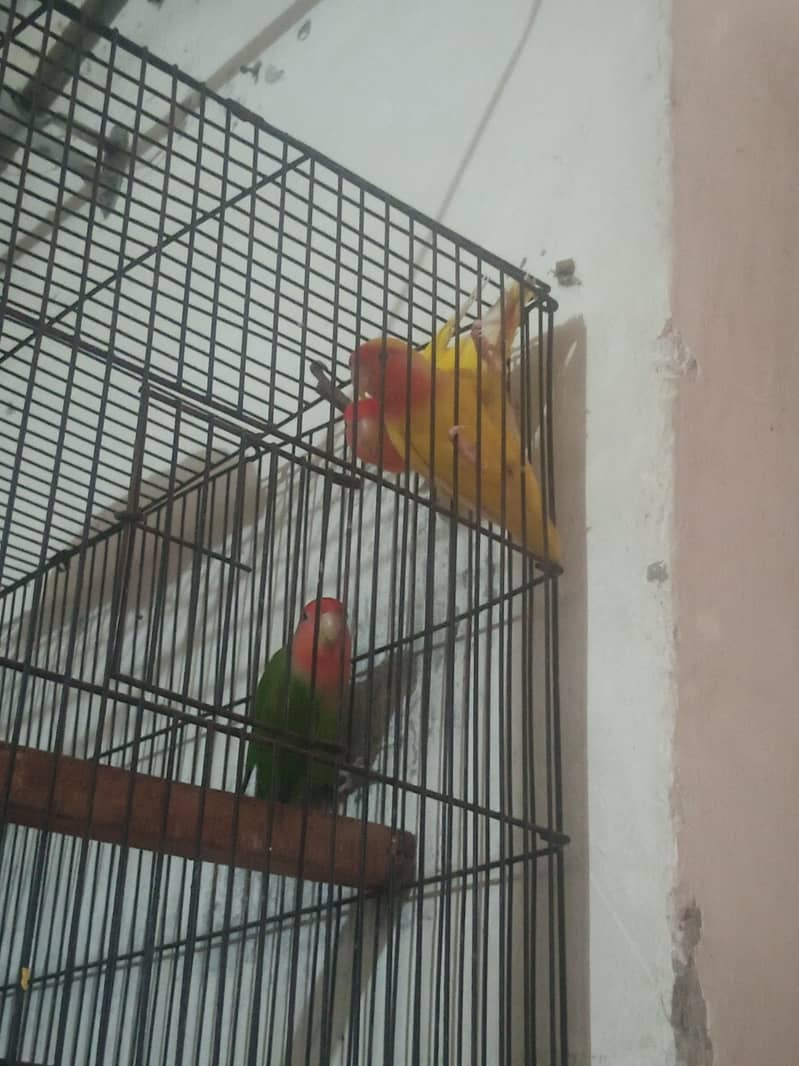 breedar pair 1
