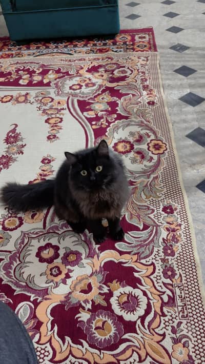 Persian Male black and grey for adoption