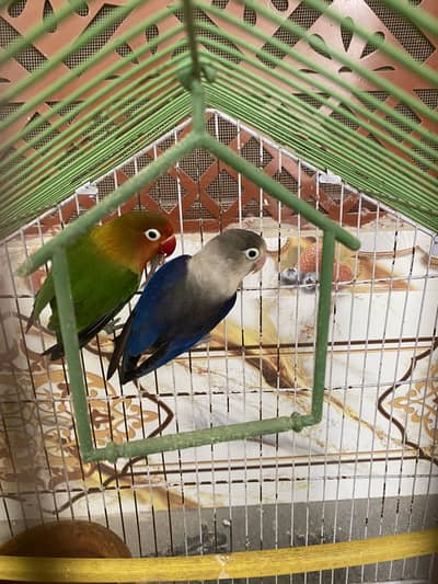 Lovebird pair full healthy
