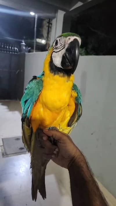 Macaw