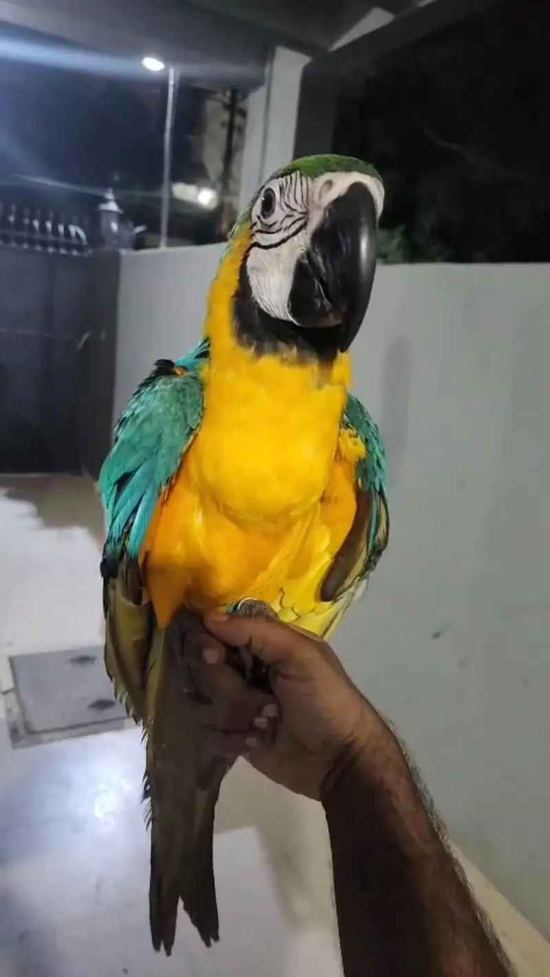 Macaw