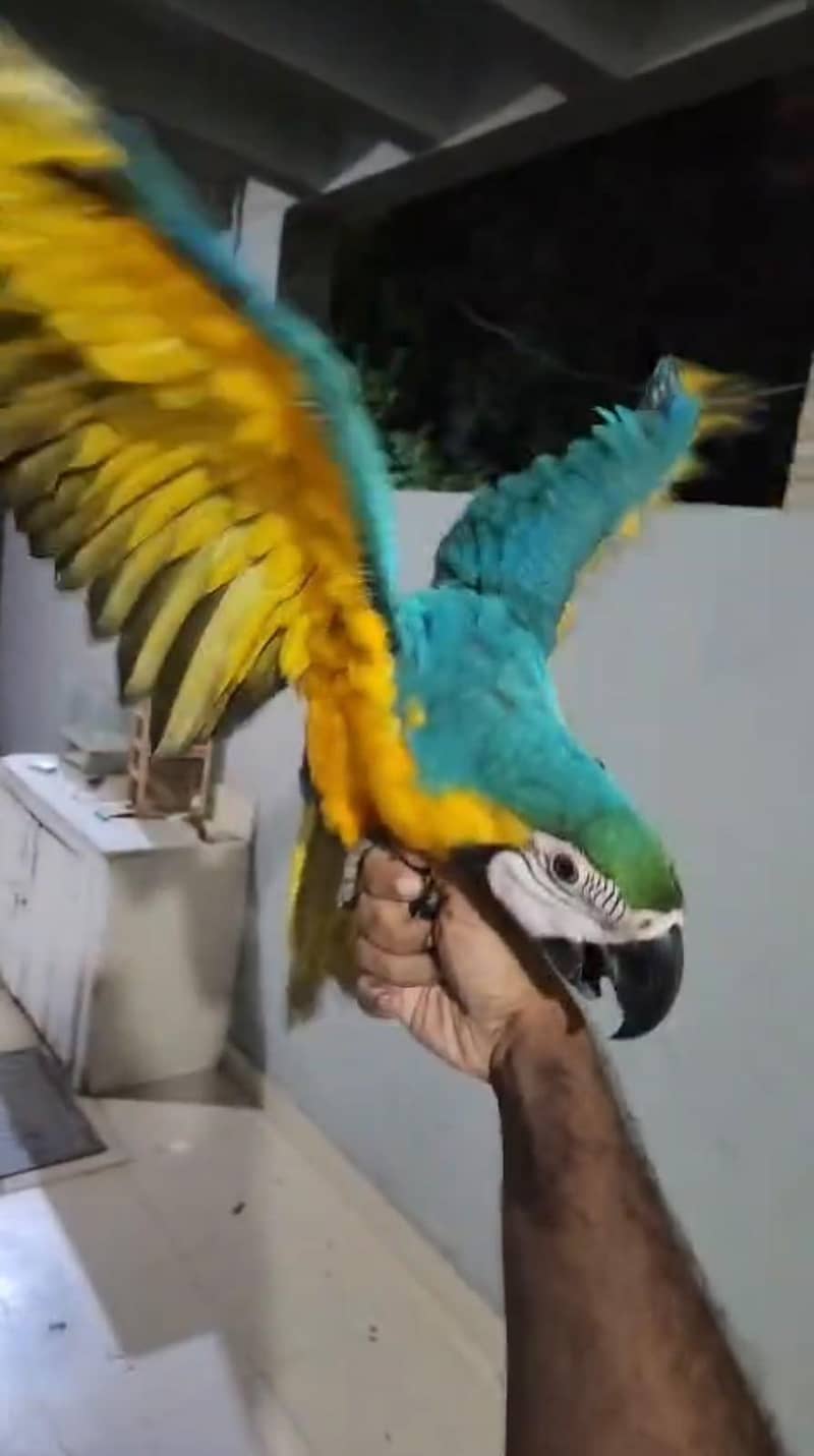 Macaw 1
