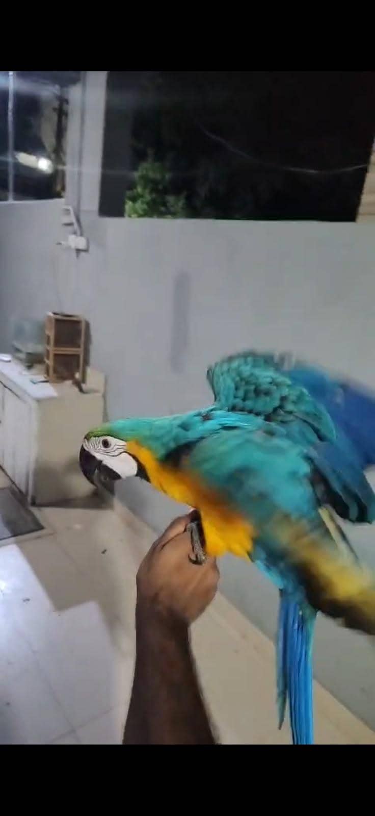 Macaw 2