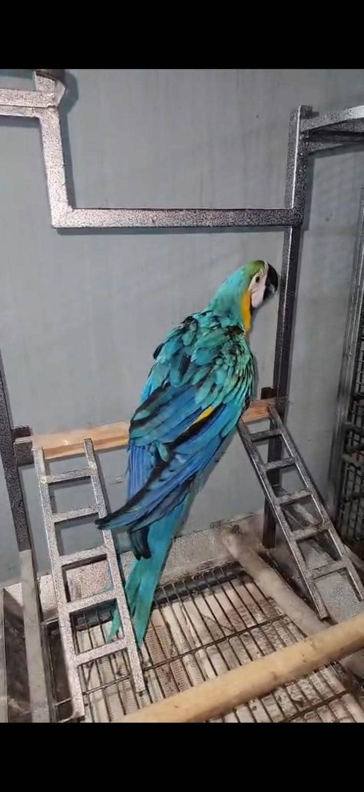 Macaw 3