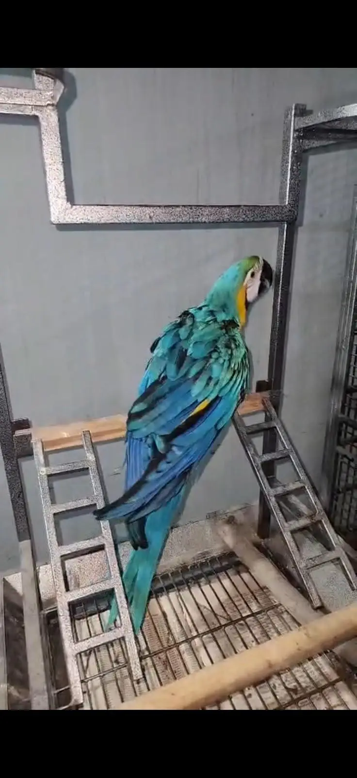 Macaw — photo 4