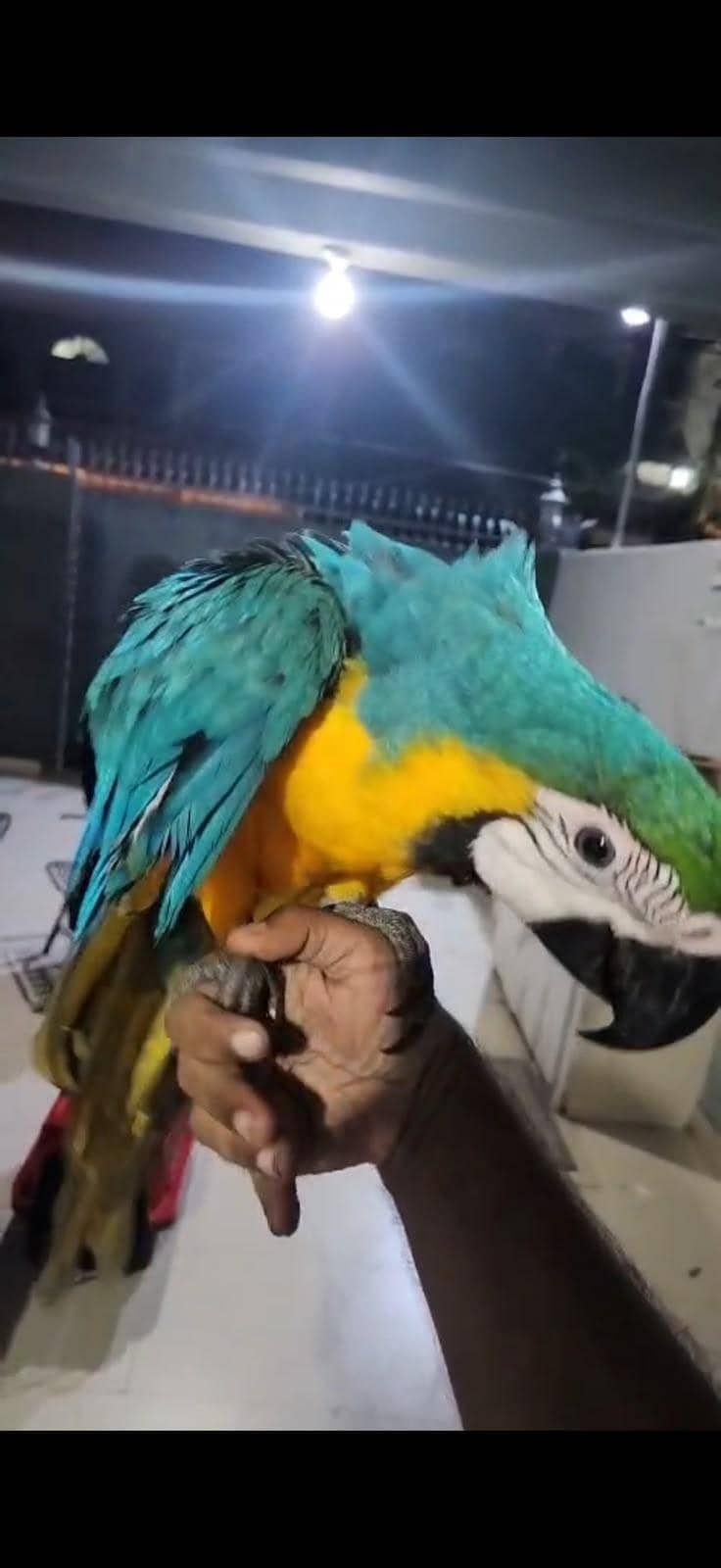 Macaw 4