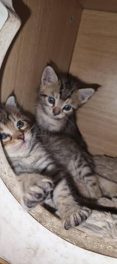 5 cats available for sale call on 03700059615 for details