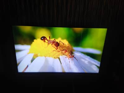 55 Inch Sony Andriod LED TV available in discounted rate