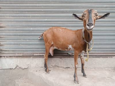 Goats | Bkri | Desi Goats | Goat With kids For Sale