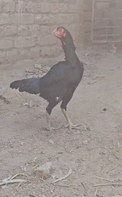 pure pakhoi maadi