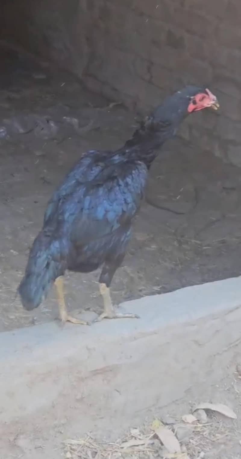 pure pakhoi maadi 1