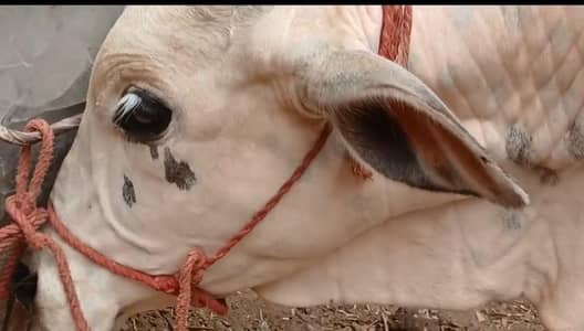 Qurbani 2027 bachra for sale