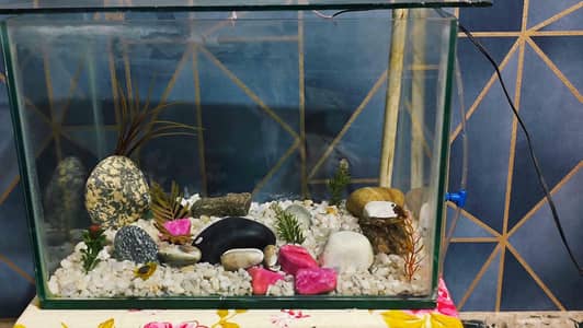 fish aquarium