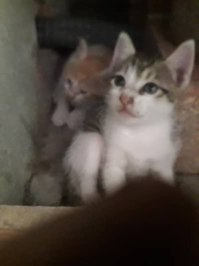kittens for sale