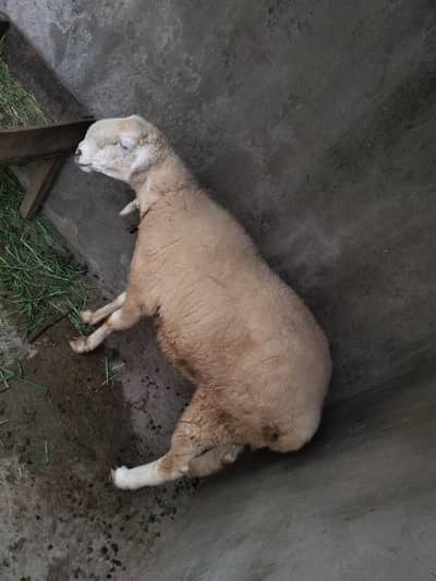 female  sheep for sale