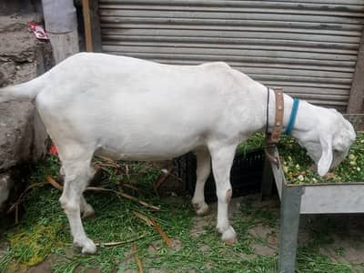 Goats | Bkra | White Goat | Desi Goat | Goat / Bkra For Sale