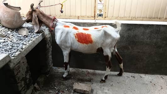 Rajanpuri Betal Mix Bakri for Sale