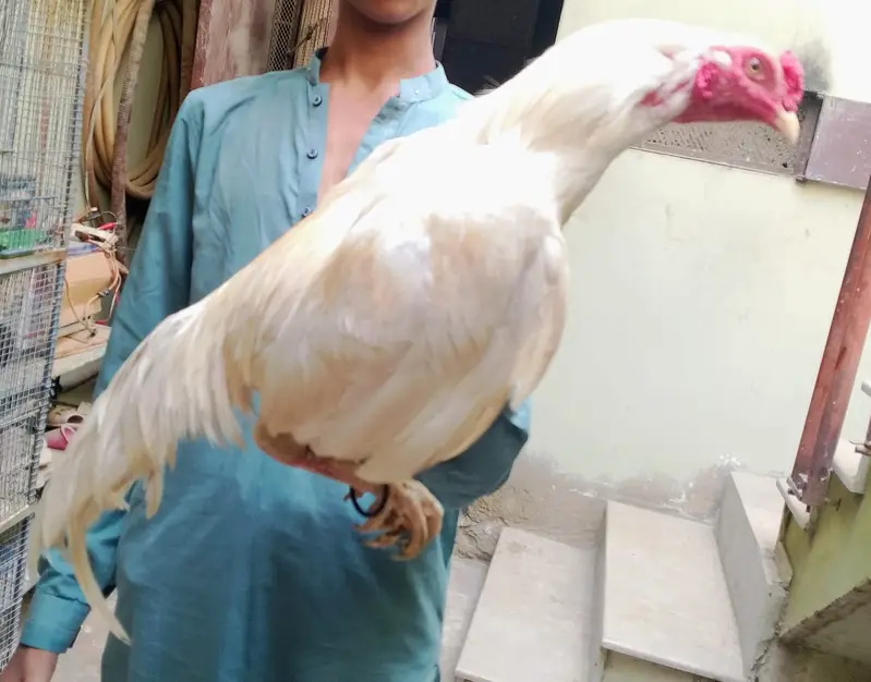 ASEEL HEERA — photo 3