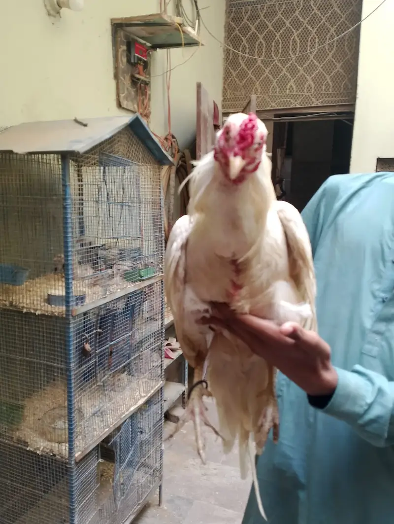 ASEEL HEERA — photo 4