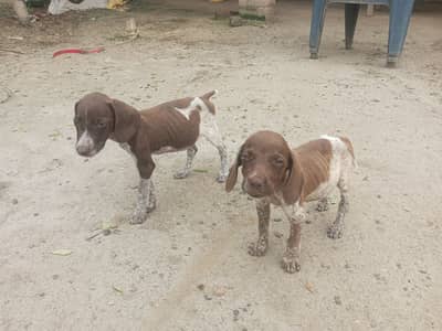 English Pointer Puppies.