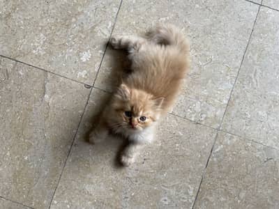 Pair of Persian Kittens