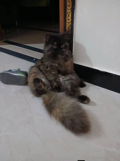 Persian triple coated punch face available for sale