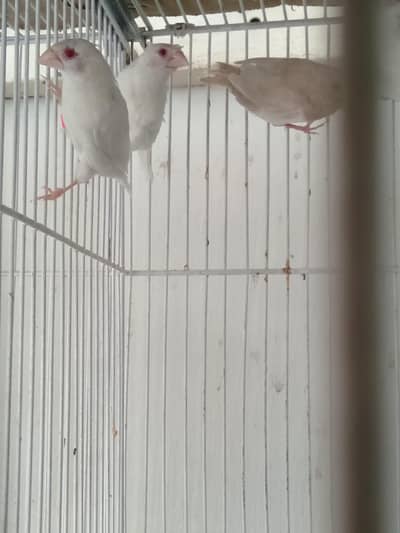 Red eye crested bangles nd Ng split male