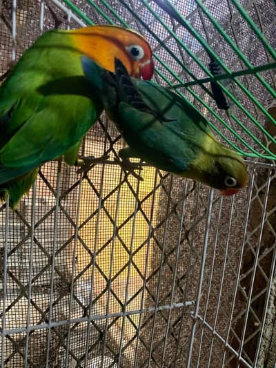 Breder Lovebird pair For Sale