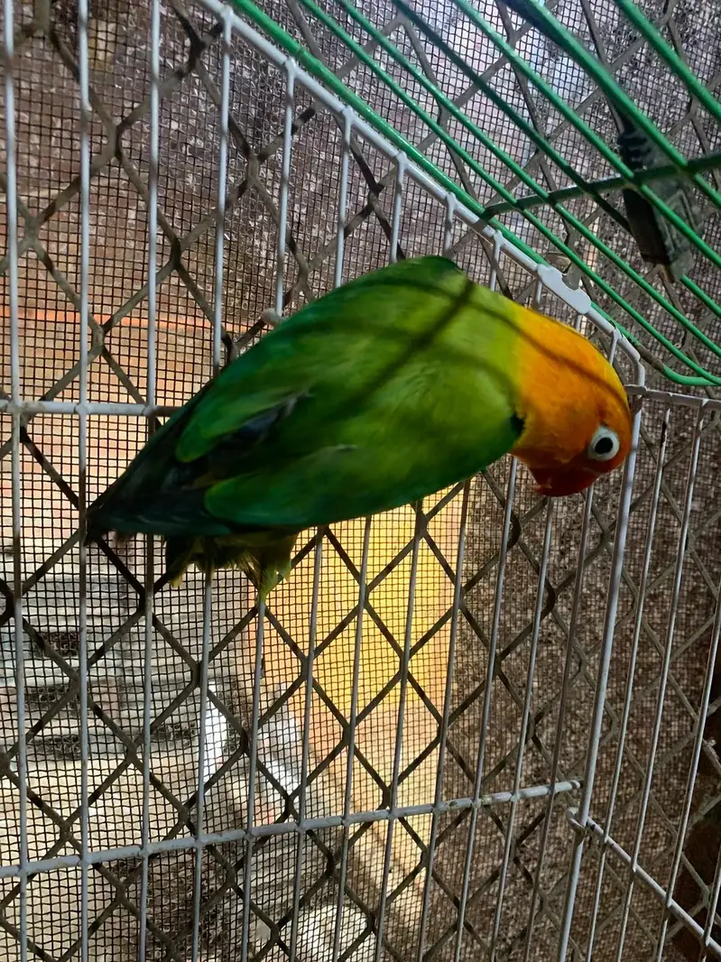 Breder Lovebird pair For Sale — photo 2