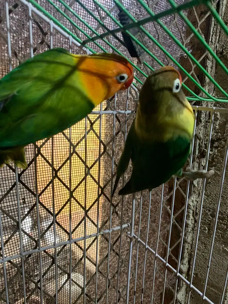 Breder Lovebird pair For Sale — photo 3