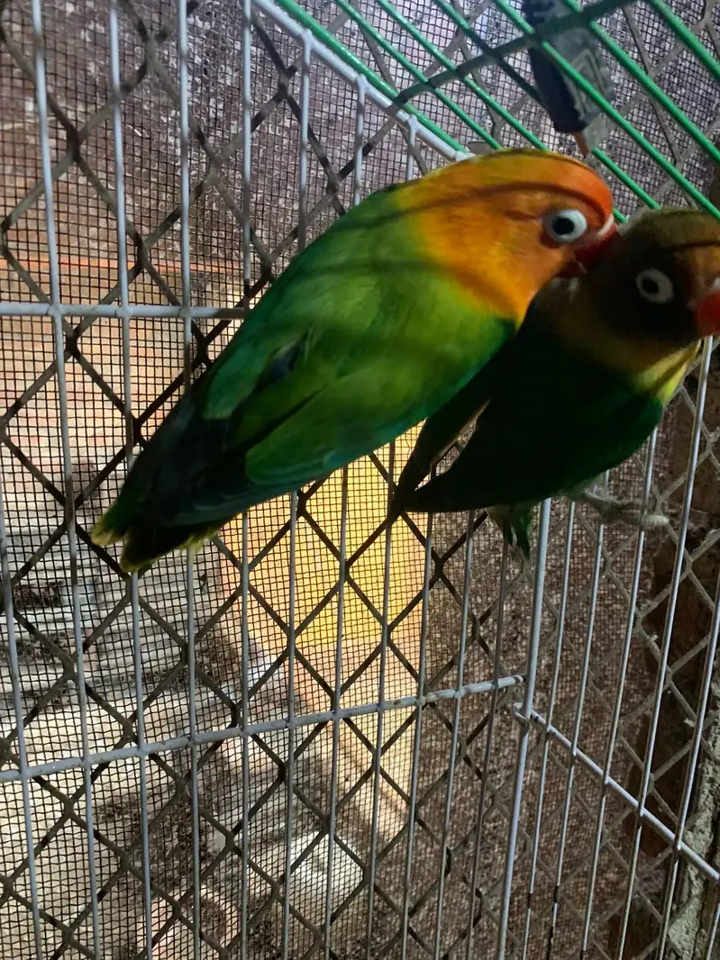 Breder Lovebird pair For Sale — photo 4