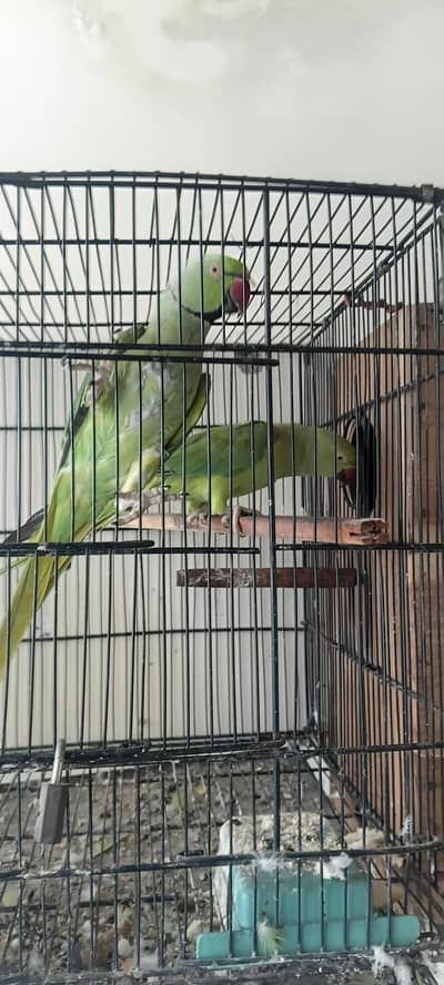 Breeder Pair With Breeding Box