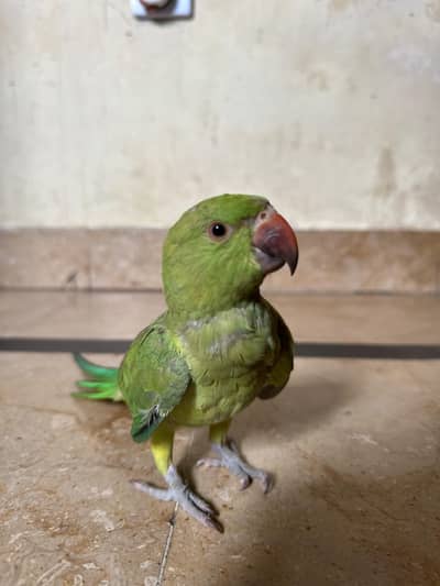 beautiful parrot