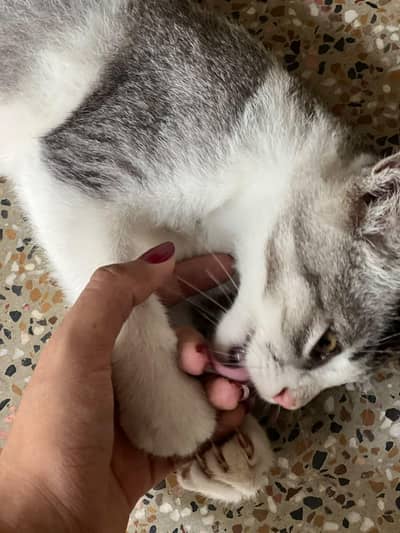 British short hair breed Cat