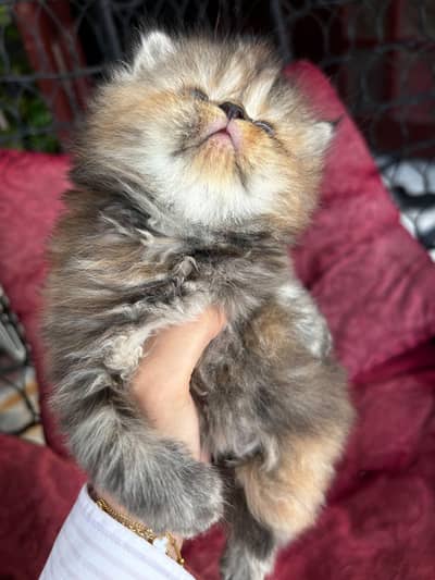 cats punch faces